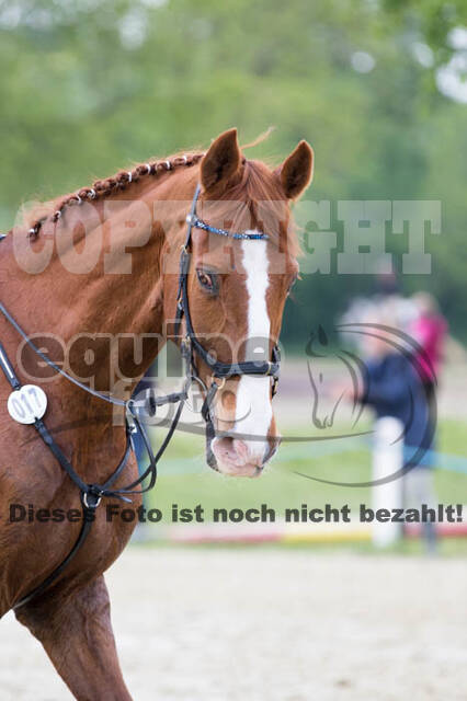 Vielseitigkeitsturnier RuFV Rheurdt