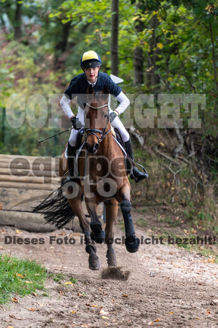 Goldene Schärpe 2020 - Pferde