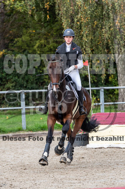 Goldene Schärpe 2020 - Pferde