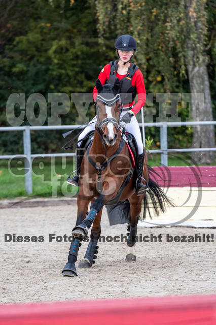 Goldene Schärpe 2020 - Pferde