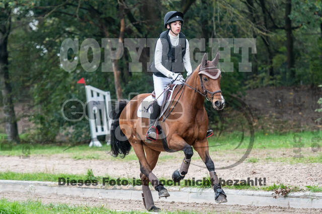 Goldene Schärpe 2020 - Pferde