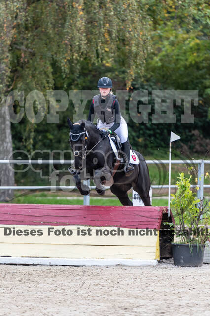 Goldene Schärpe 2020 - Pferde