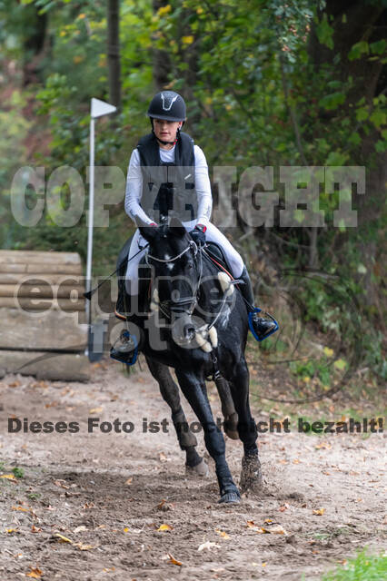 Goldene Schärpe 2020 - Pferde