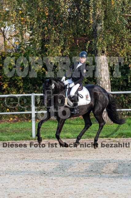 Goldene Schärpe 2020 - Pferde