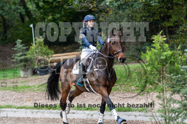 Goldene Schärpe 2020 - Pferde