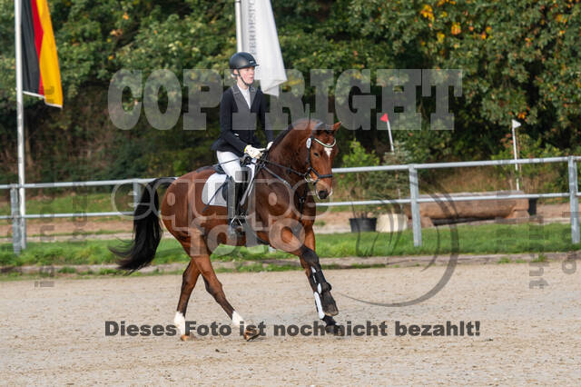 Goldene Schärpe 2020 - Pferde