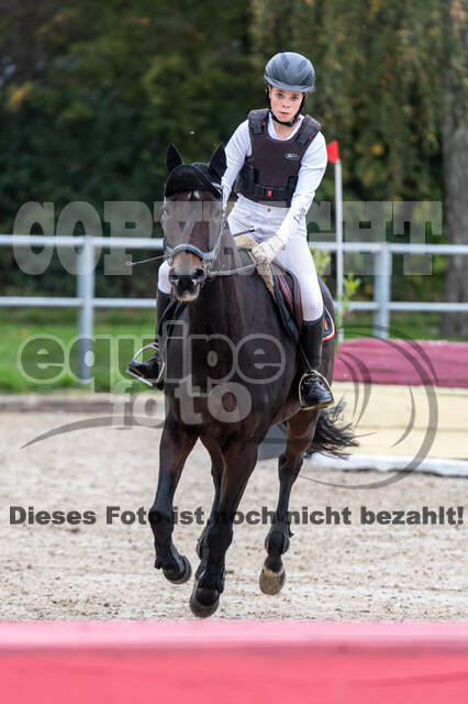 Goldene Schärpe 2020 - Pferde