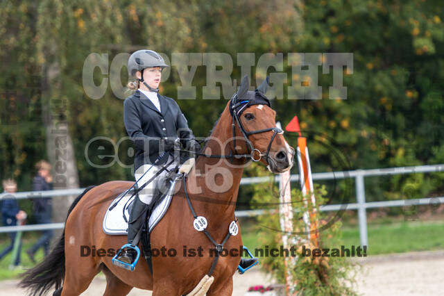 Goldene Schärpe 2020 - Pferde