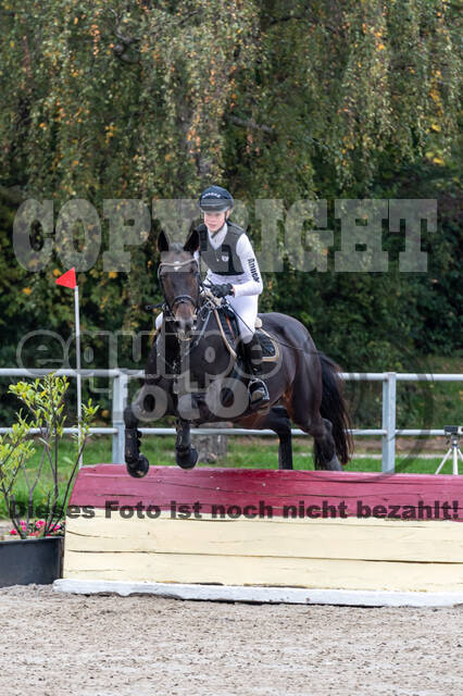 Goldene Schärpe 2020 - Pferde