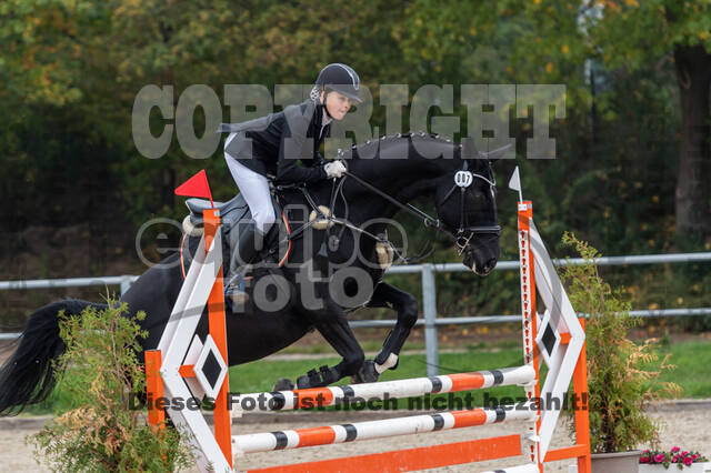 Goldene Schärpe 2020 - Pferde