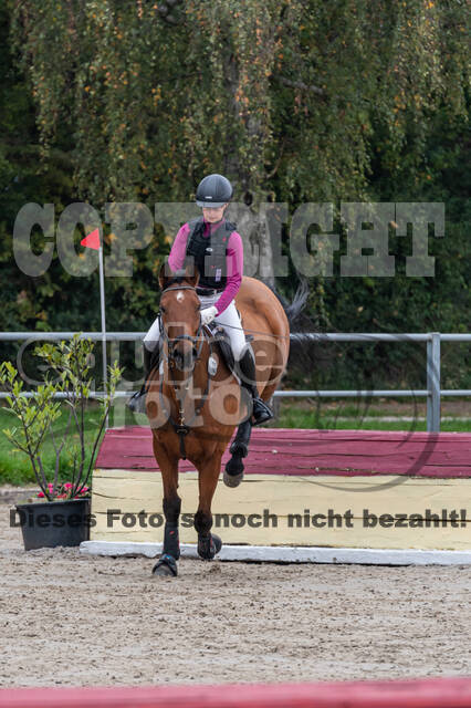 Goldene Schärpe 2020 - Pferde