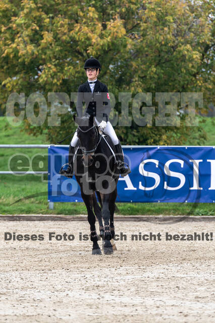 Goldene Schärpe 2020 - Pferde