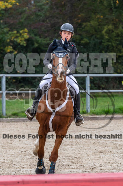 Goldene Schärpe 2020 - Pferde