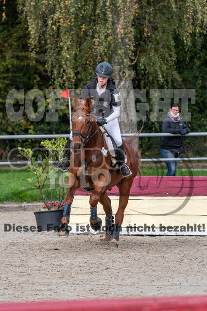 Goldene Schärpe 2020 - Pferde