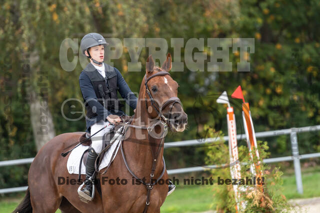 Goldene Schärpe 2020 - Pferde