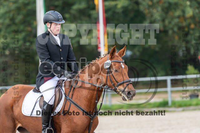 Goldene Schärpe 2020 - Pferde