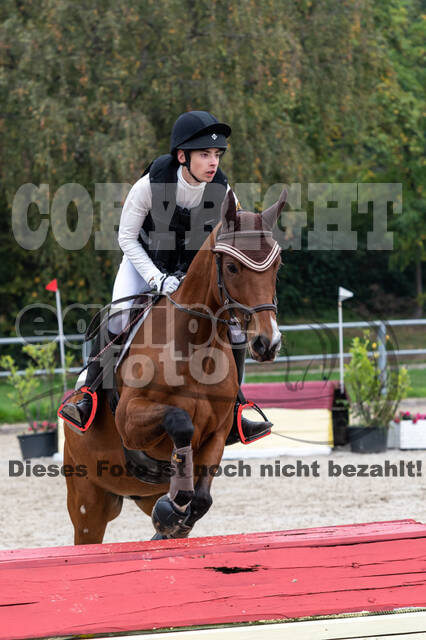 Goldene Schärpe 2020 - Pferde