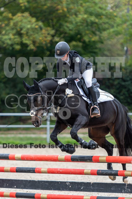 Goldene Schärpe 2020 - Pferde