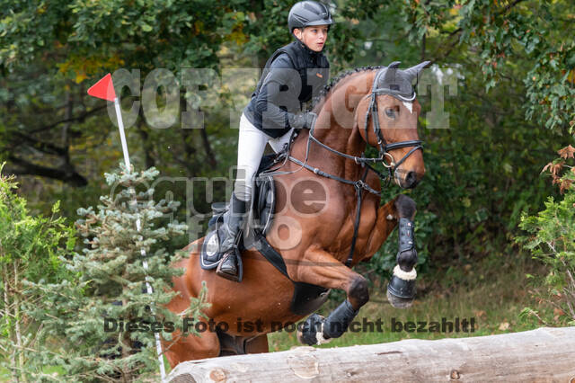 Goldene Schärpe 2020 - Pferde