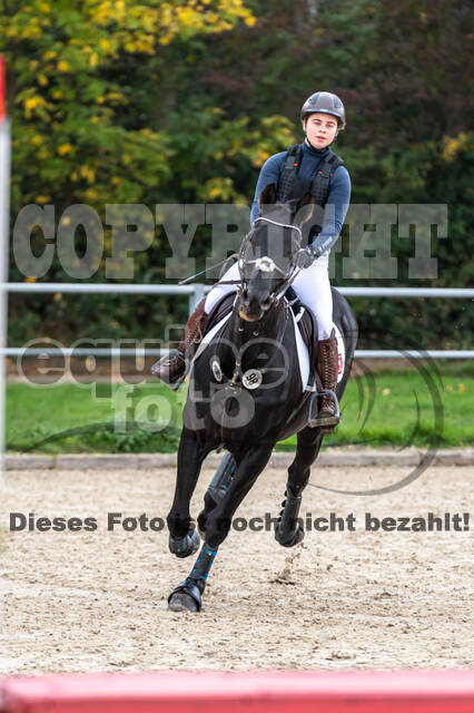 Goldene Schärpe 2020 - Pferde