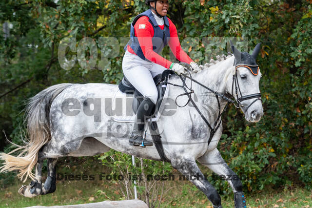 Goldene Schärpe 2020 - Pferde