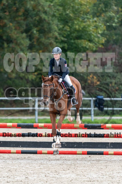 Goldene Schärpe 2020 - Pferde