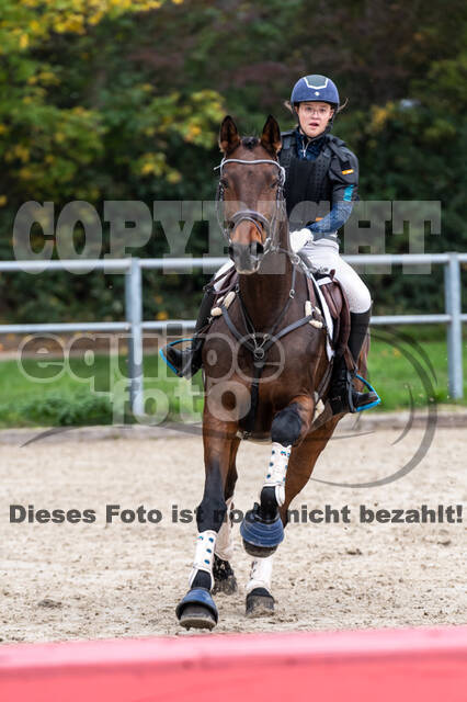 Goldene Schärpe 2020 - Pferde