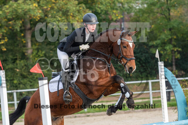 Goldene Schärpe 2020 - Pferde