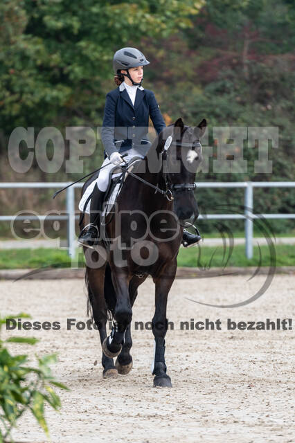 Goldene Schärpe 2020 - Pferde