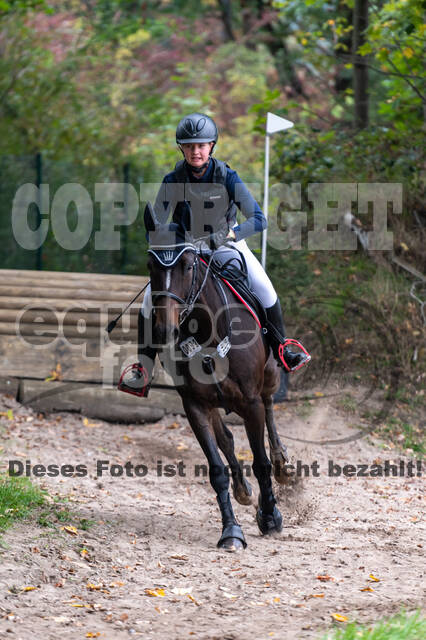 Goldene Schärpe 2020 - Pferde