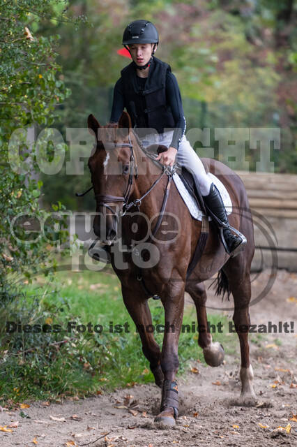 Goldene Schärpe 2020 - Pferde