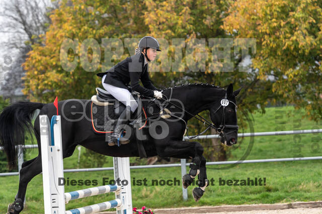 Goldene Schärpe 2020 - Pferde