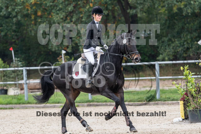 Goldene Schärpe 2020 - Pferde