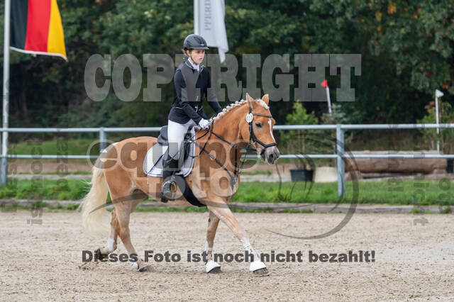 Goldene Schärpe 2020 - Pferde