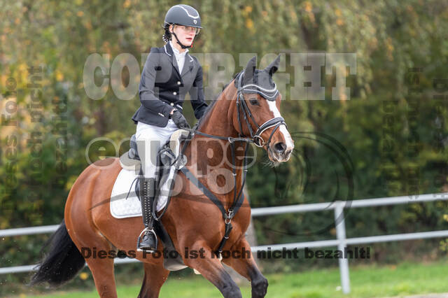 Goldene Schärpe 2020 - Pferde