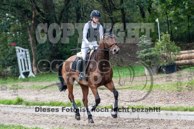 Goldene Schärpe 2020 - Pferde