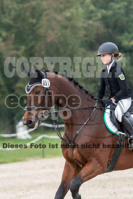 Goldene Schärpe 2020 - Pferde