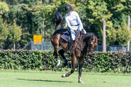 Kronenberg - De Peelbergen (August 2020)