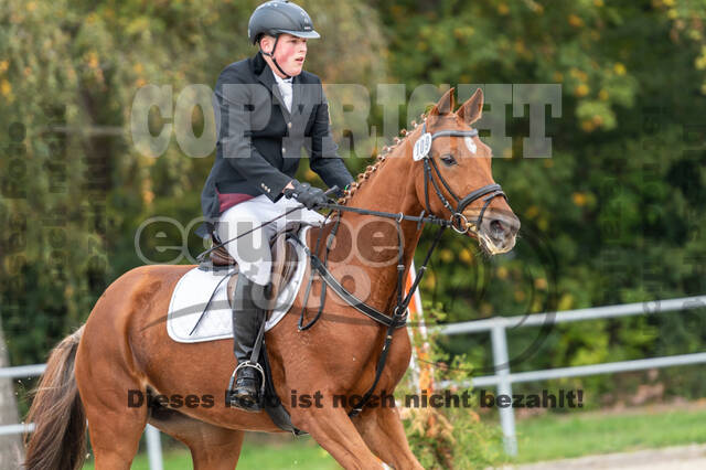 Goldene Schärpe 2020 - Pferde