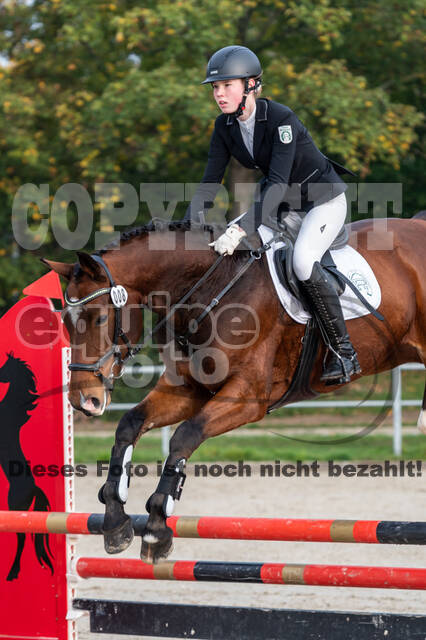 Goldene Schärpe 2020 - Pferde