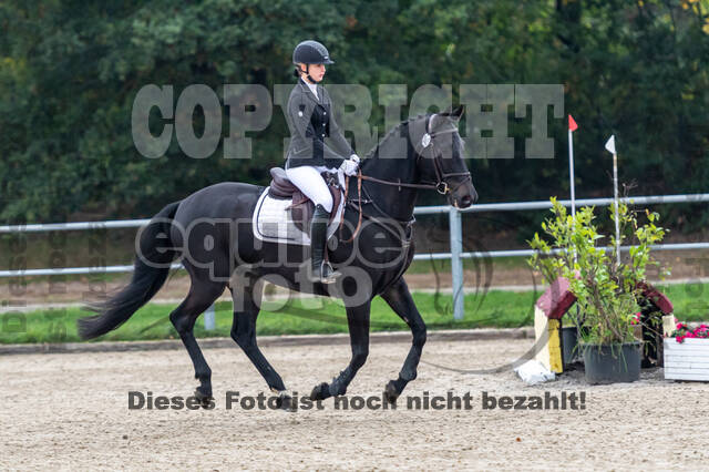 Goldene Schärpe 2020 - Pferde