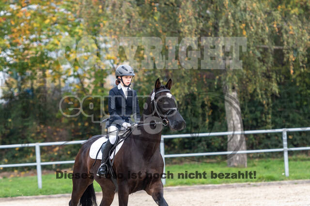 Goldene Schärpe 2020 - Pferde