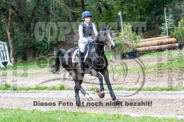 Goldene Schärpe 2020 - Pferde