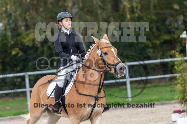 Goldene Schärpe 2020 - Pferde