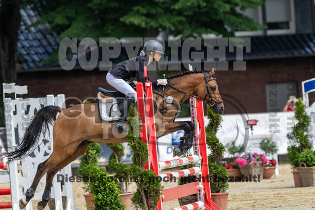 Goldene Schärpe 2021 - Ponys