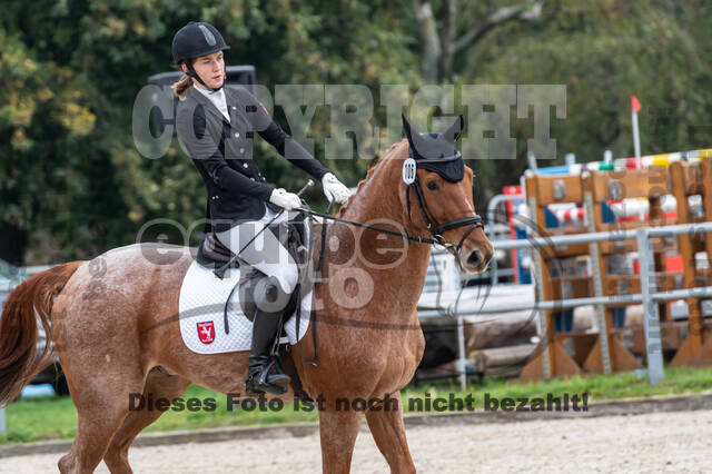 Goldene Schärpe 2020 - Pferde