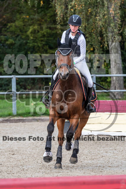 Goldene Schärpe 2020 - Pferde