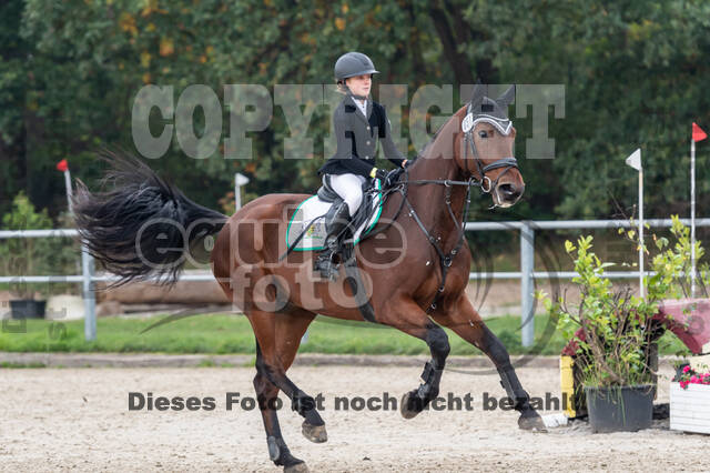 Goldene Schärpe 2020 - Pferde