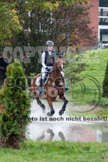 Goldene Schärpe 2020 - Pferde