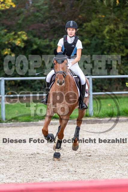 Goldene Schärpe 2020 - Pferde